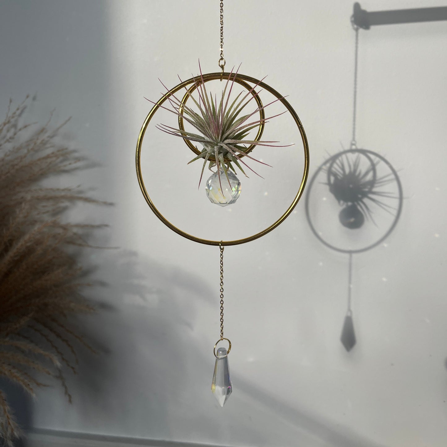 Hanging Air Plant