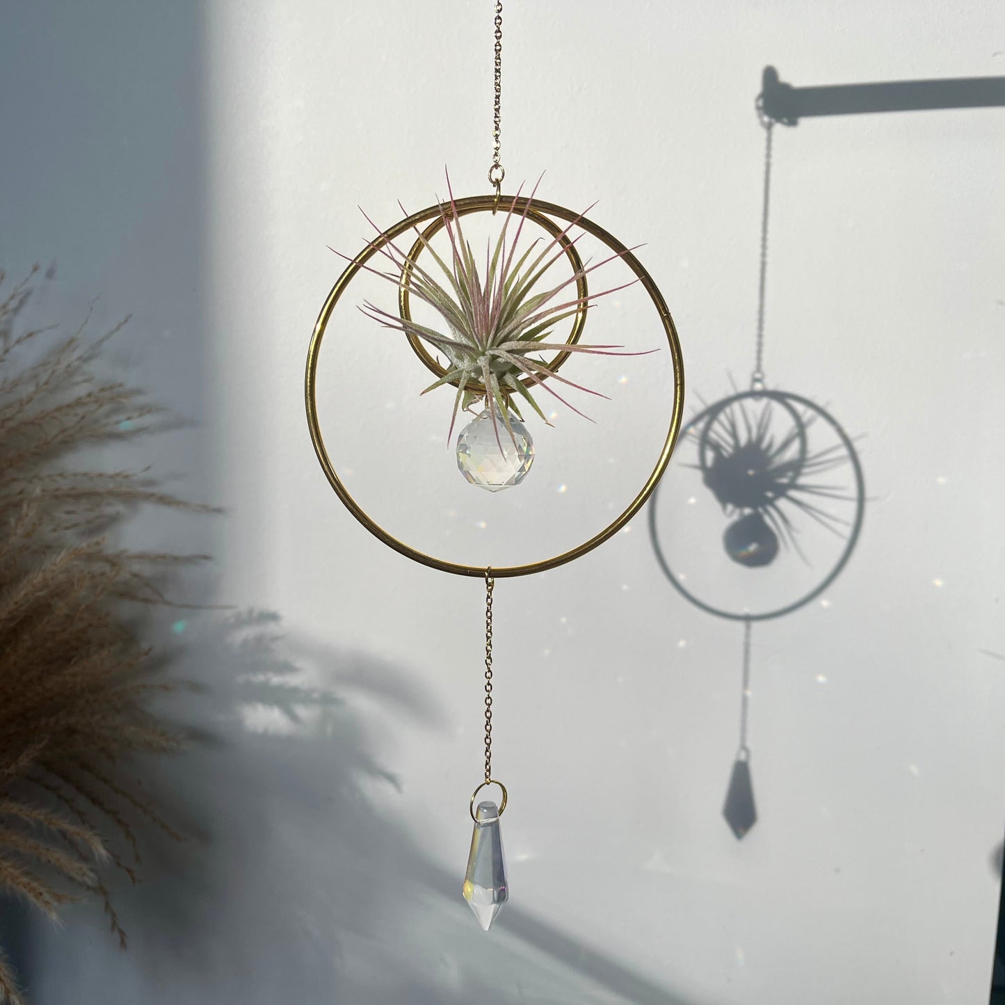Hanging Air Plant