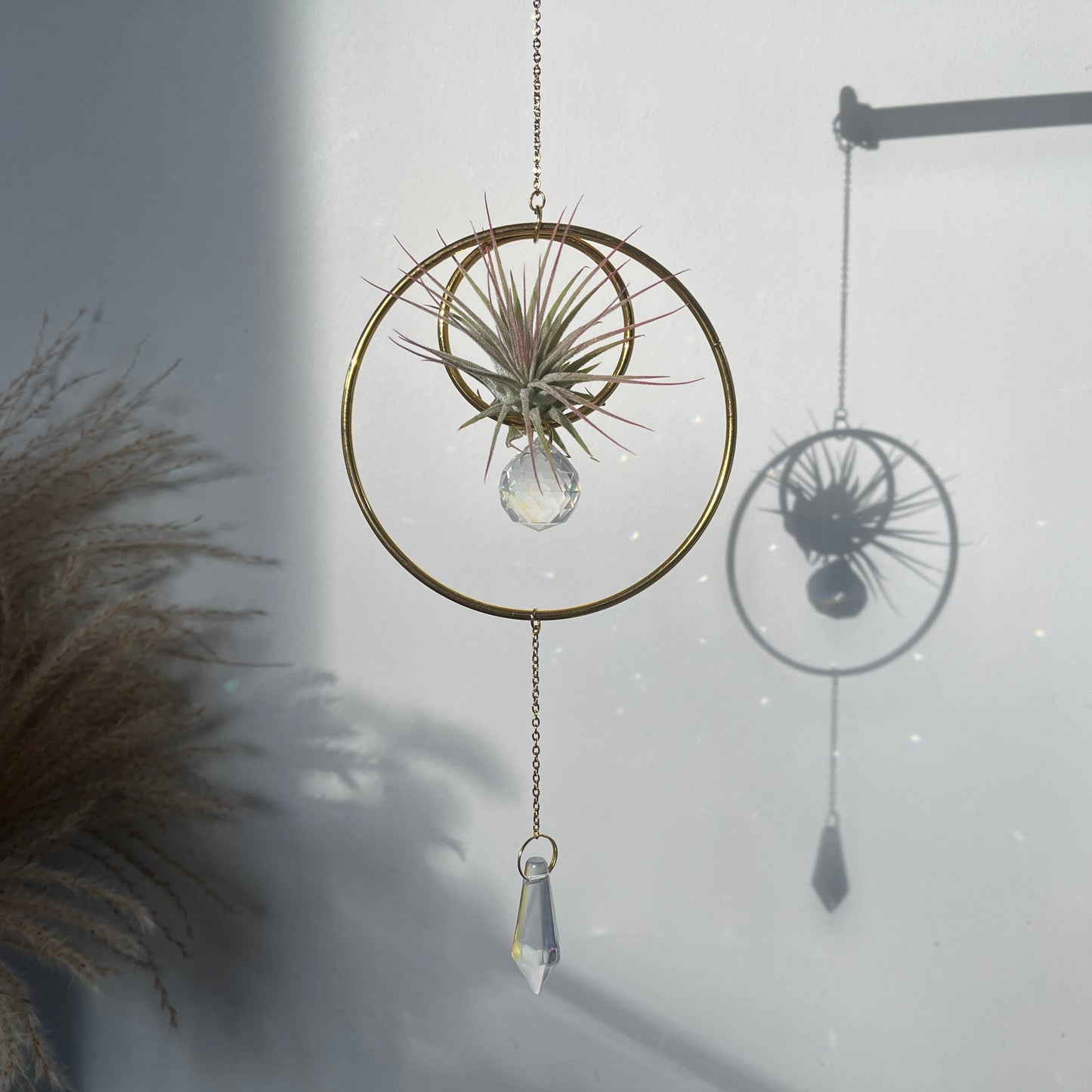 Hanging Air Plant