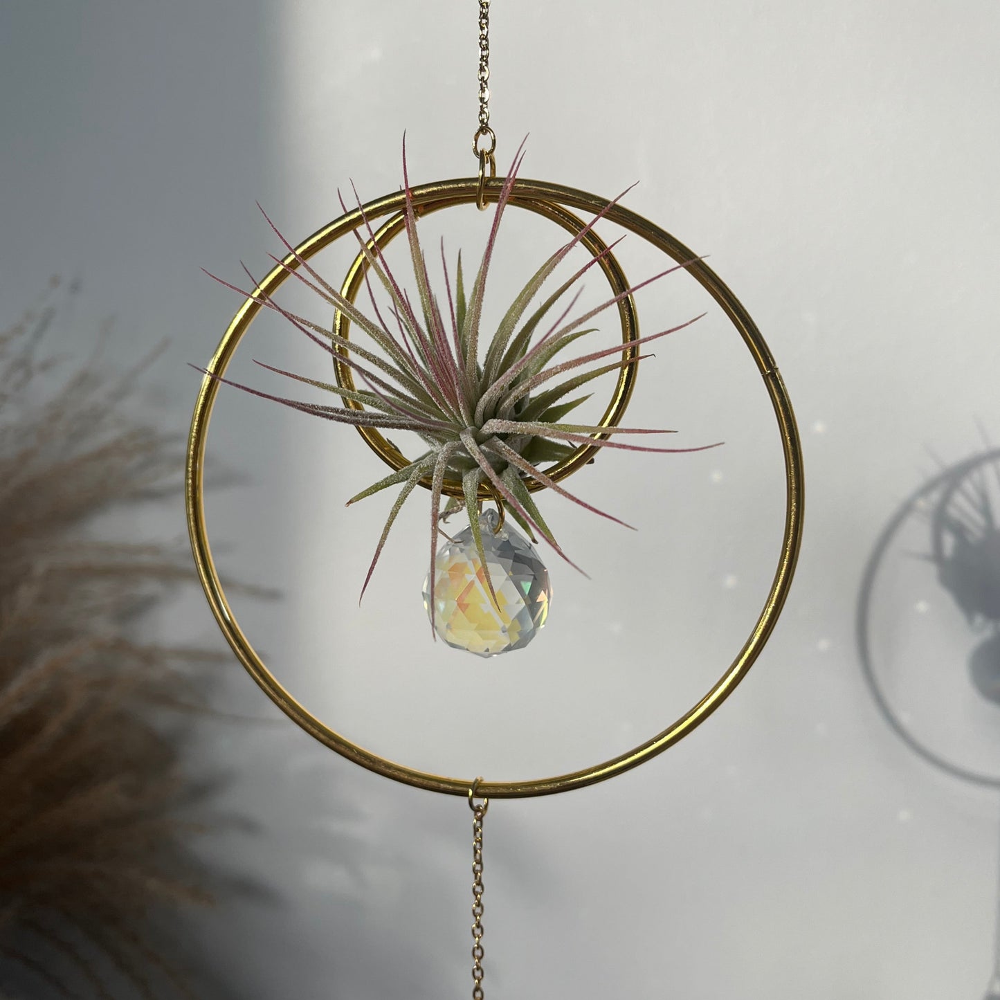 Hanging Air Plant