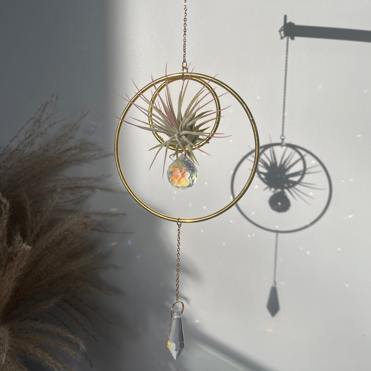 Hanging Air Plant