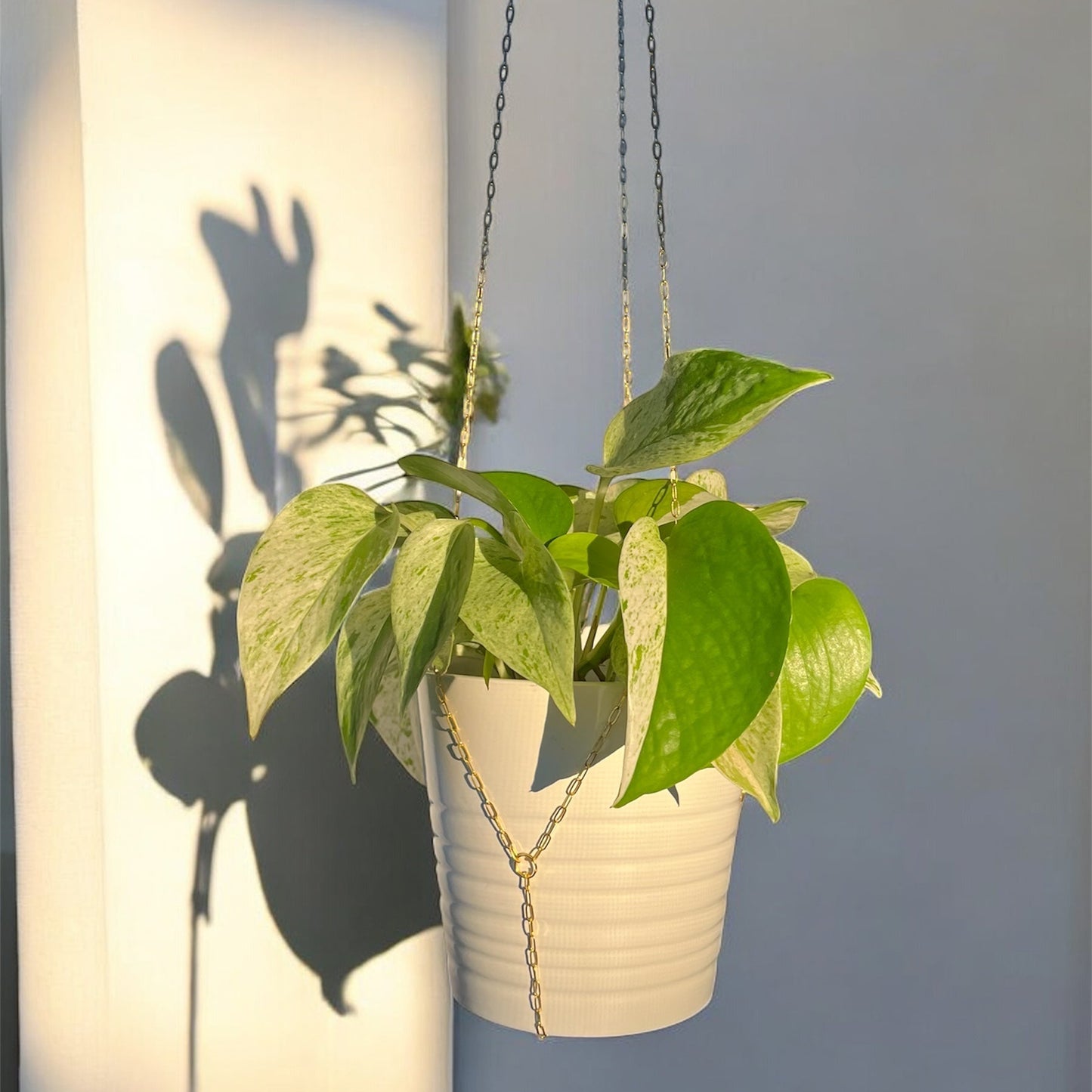 Hanging potted plant with a white pot against a neutral background