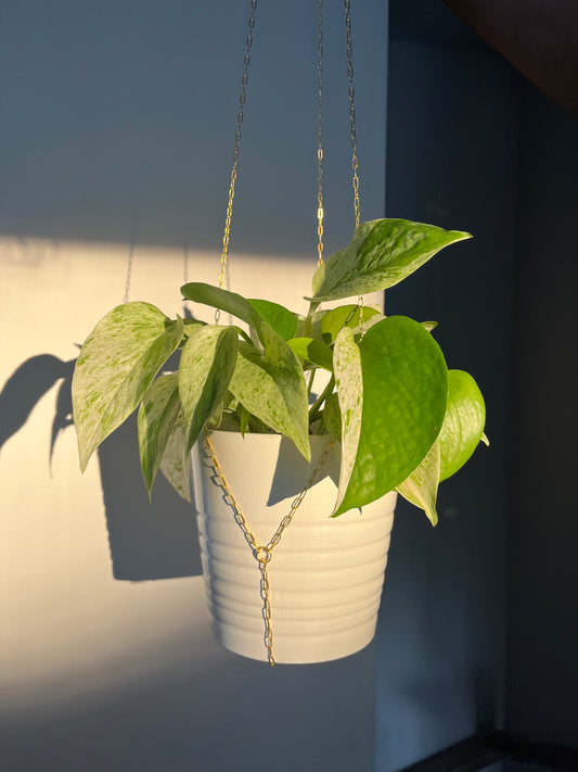 Golden Clip Planter