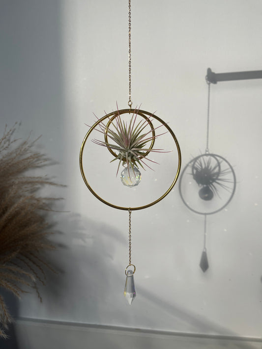 Single air plant hanger