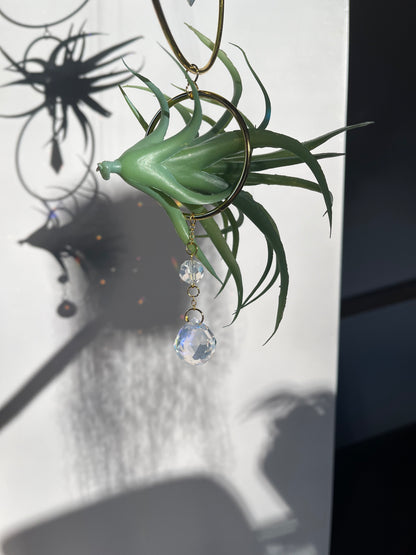 Air plant holder