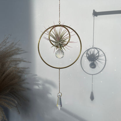 Hanging Air Plant