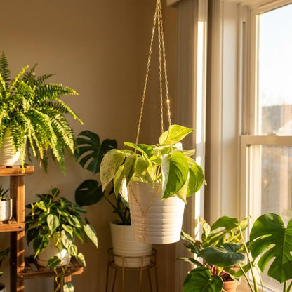 Indoor plants in a room with a window and shelves.