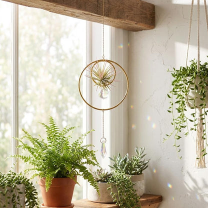 Indoor plants on a windowsill with a hanging air plant and macrame plant hanger.