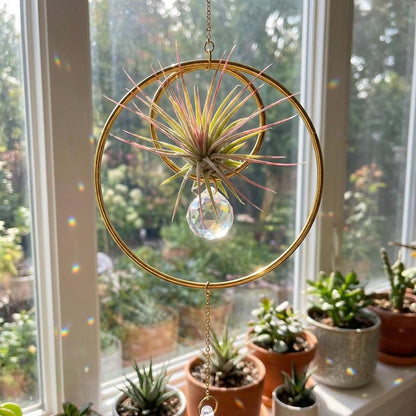 Decorative air plant holder with a hanging light bulb in front of a window with plants outside.
