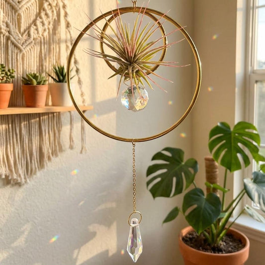 Hanging Air Plant