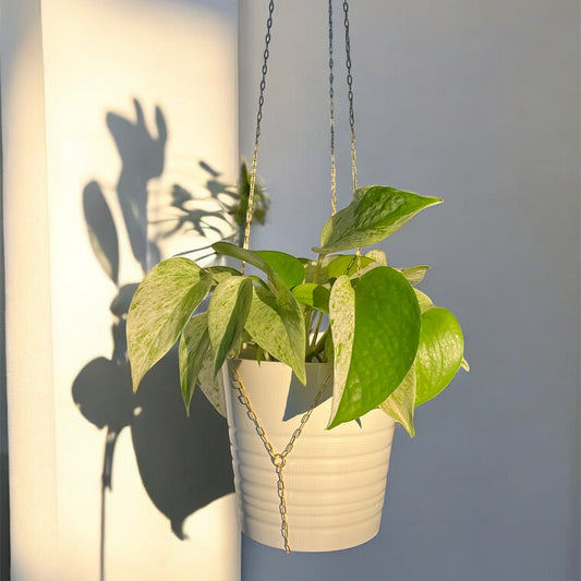 Hanging potted plant with a white pot against a neutral background