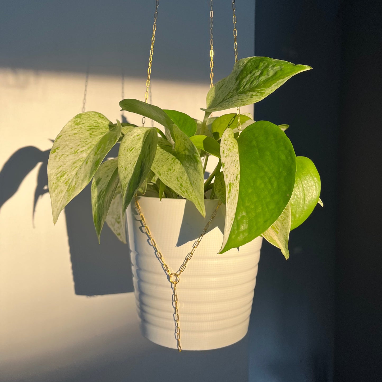 A white cylindrical planter with a gold-colored metal clip hanging from a chain, which in turn is attached to a wall.