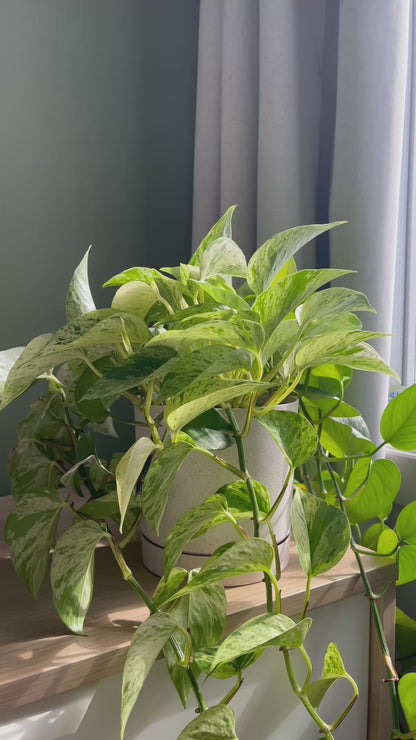 Plant Earring Suncatchers