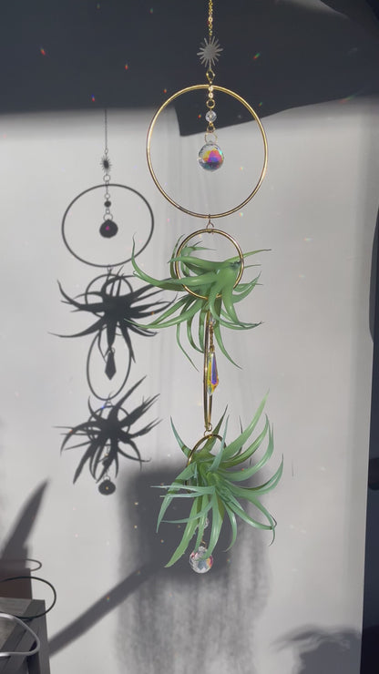 Air plant holder