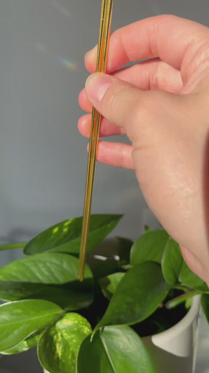 Attrape-soleil pour plantes