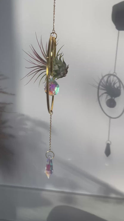 Hanging Air Plant